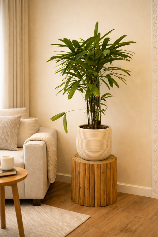 Luxe Indoor Palm with Ripple Beige Planter